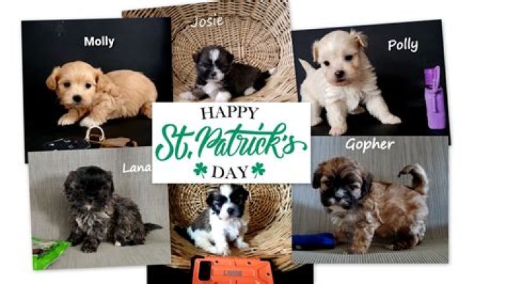 Sick Puppies Net Worth